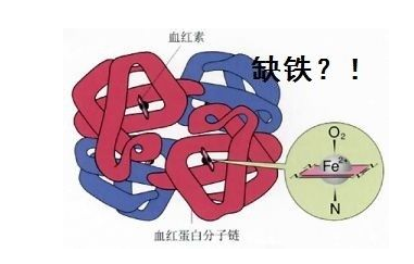 人体成人午夜福利视频品牌山东午夜福利电影在线观看探究铁元素在人体中的作用 人体成人午夜福利视频品牌山东午夜福利电影在线观看探究铁元素在人体中的作用