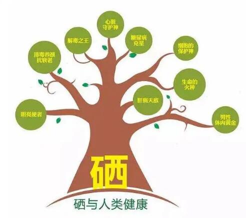 钙铁锌硒检测仪厂家提示什么叫有机硒和无机硒？科学补硒看看吧